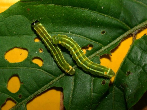 Pteronymia alida 5th instar, KRW-272