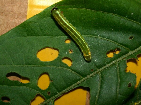 Pteronymia alida 5th instar, KRW-272