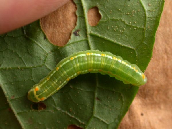 Pteronymia alida 5th instar, KRW-272
