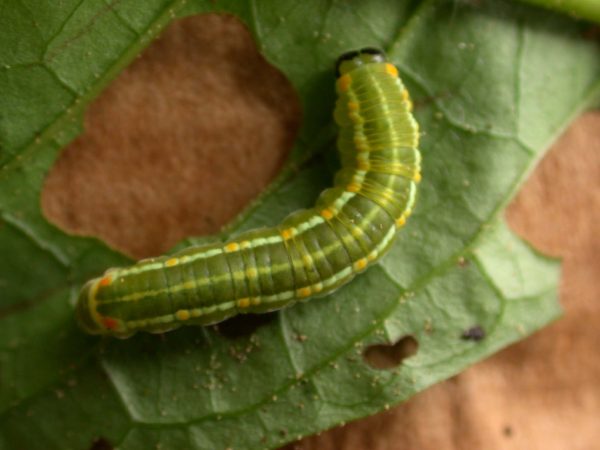Pteronymia alida 5th instar, KRW-272