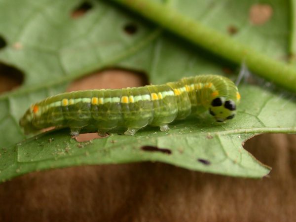 Pteronymia alida 5th instar, KRW-272