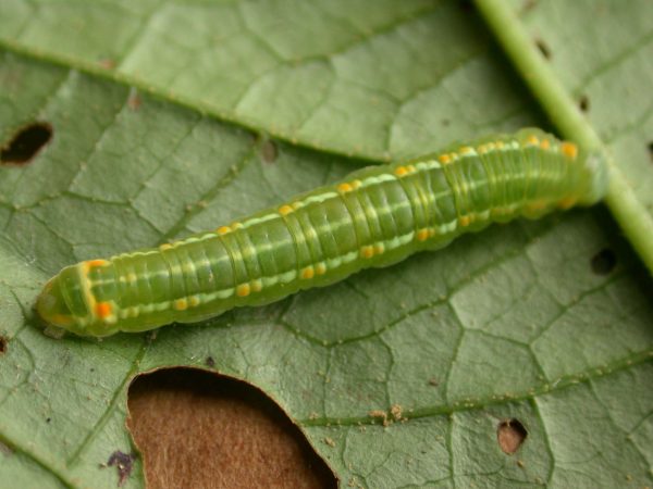 Pteronymia alida 5th instar, KRW-272