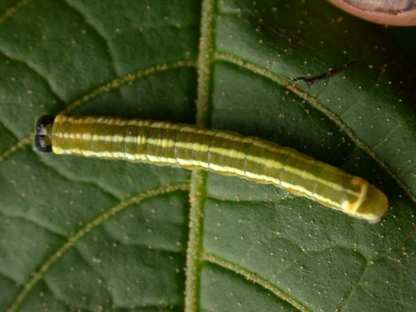 Pteronymia alida 5th instar, KRW-81-1