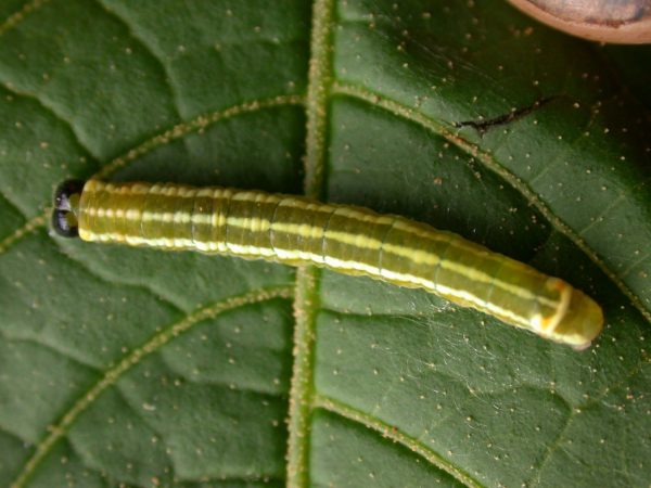 Pteronymia alida 5th instar, KRW-81-1