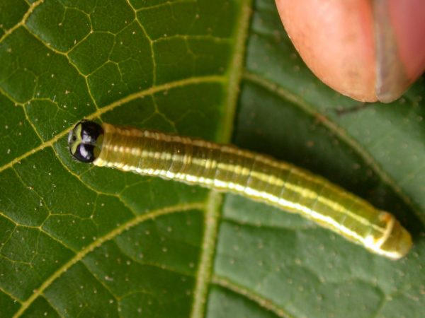 Pteronymia alida 5th instar, KRW-81-1