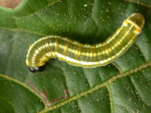 Pteronymia alida 5th instar, KRW-81-1