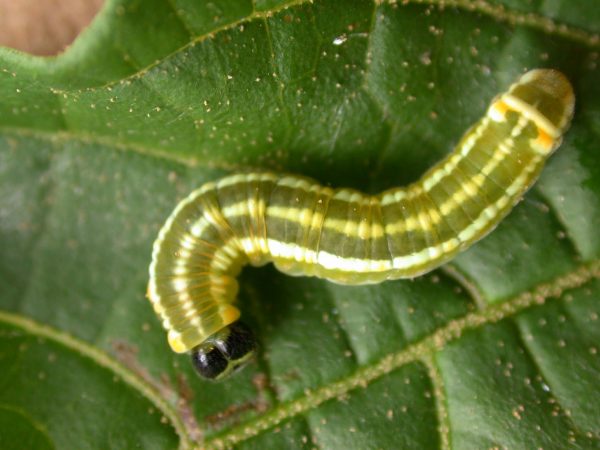 Pteronymia alida 5th instar, KRW-81-1