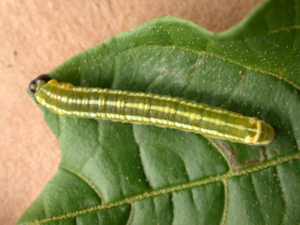 Pteronymia alida 5th instar, KRW-81-1