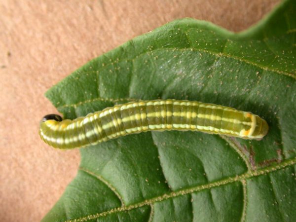 Pteronymia alida 5th instar, KRW-81-1