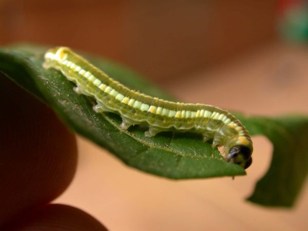 Pteronymia alida 5th instar, KRW-81-1