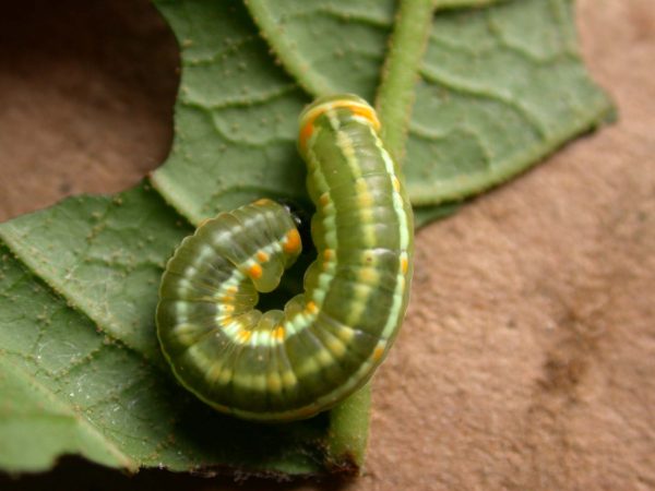 Pteronymia alida 5th instar, KRW-81-1