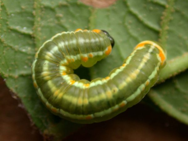 Pteronymia alida 5th instar, KRW-81-1