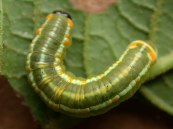 Pteronymia alida 5th instar, KRW-81-1