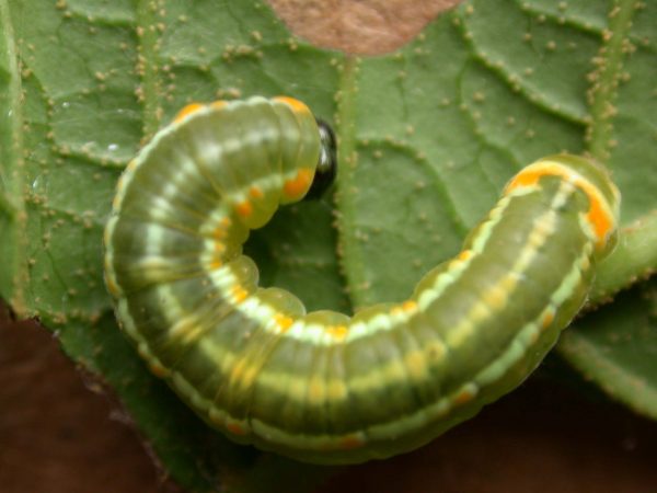 Pteronymia alida 5th instar, KRW-81-1