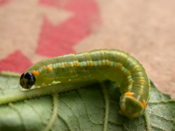 Pteronymia alida 5th instar, KRW-81-1