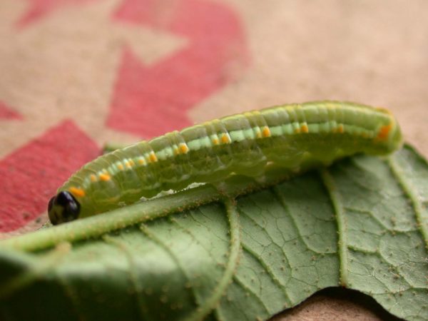 Pteronymia alida 5th instar, KRW-81-1