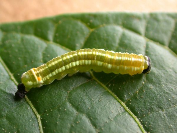 Pteronymia alida 5th instar, KRW-81-2