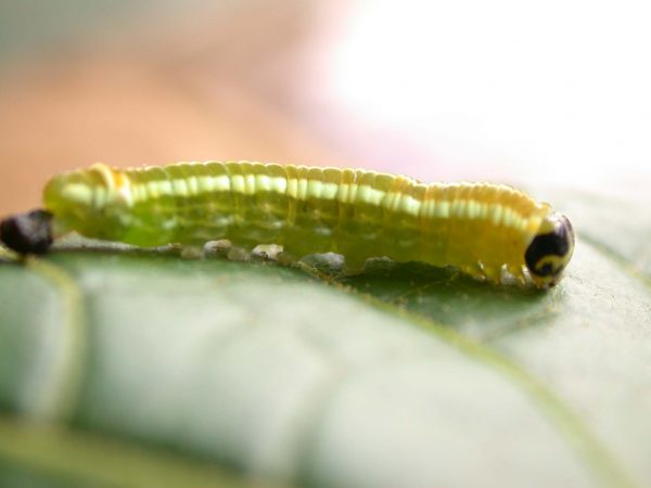 Pteronymia alida 5th instar, KRW-81-2