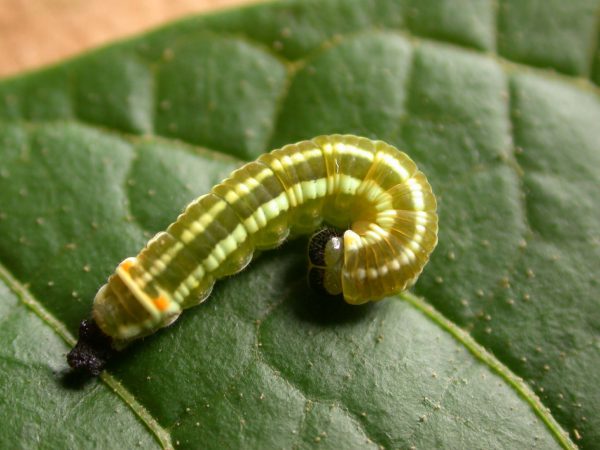 Pteronymia alida 5th instar, KRW-81-2