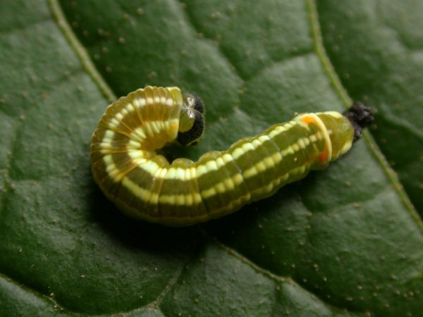 Pteronymia alida 5th instar, KRW-81-2