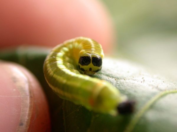 Pteronymia alida 5th instar, KRW-81-2