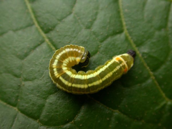 Pteronymia alida 5th instar, KRW-81-2