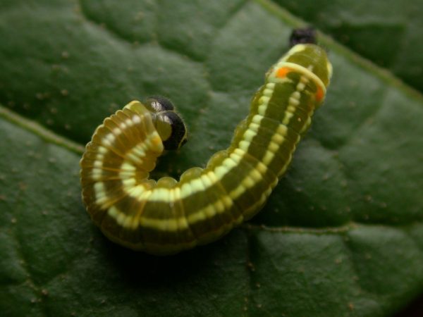 Pteronymia alida 5th instar, KRW-81-2