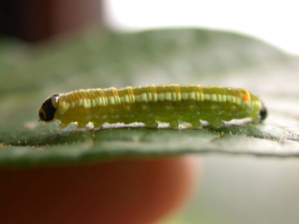 Pteronymia alida 5th instar, KRW-81-2