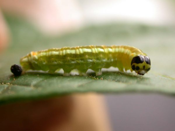 Pteronymia alida 5th instar, KRW-81-2