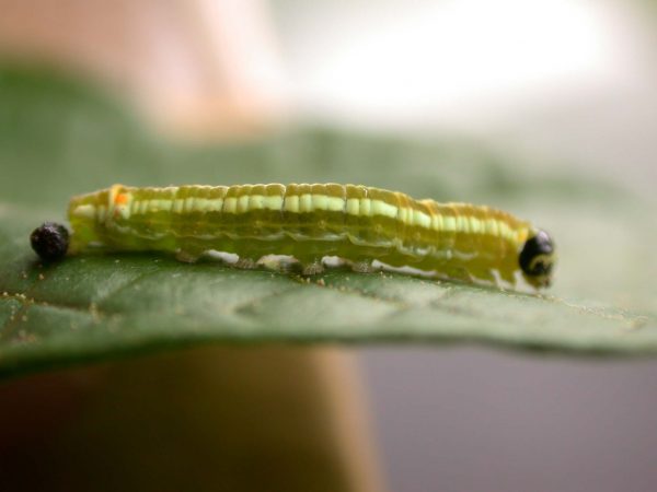 Pteronymia alida 5th instar, KRW-81-2