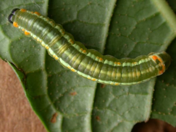 Pteronymia alida 5th instar, KRW-81-2