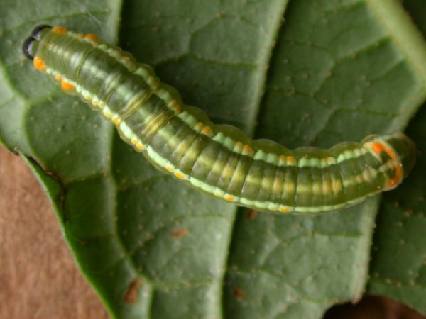 Pteronymia alida 5th instar, KRW-81-2