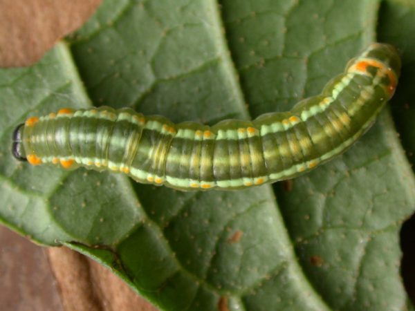 Pteronymia alida 5th instar, KRW-81-2