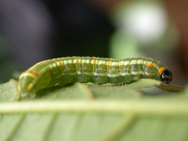 Pteronymia alida 5th instar, KRW-81-2