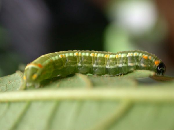 Pteronymia alida 5th instar, KRW-81-2