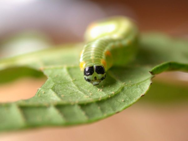 Pteronymia alida 5th instar, KRW-81-2