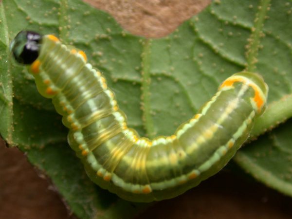 Pteronymia alida 5th instar, KWR-81-1