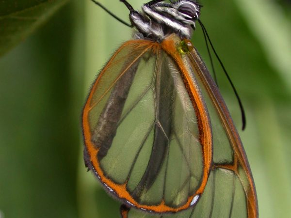 Pteronymia alida adult, KRW-81-1