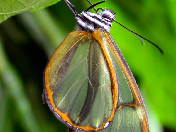 Pteronymia alida adult, KRW-81-1