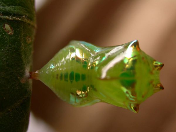 Pteronymia alida pupa, KRW-81-1