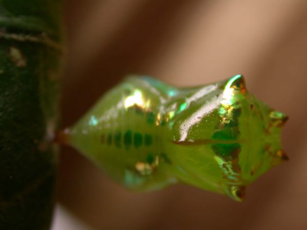 Pteronymia alida pupa, KRW-81-1