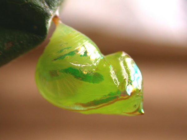 Pteronymia alida pupa, KRW-81-1