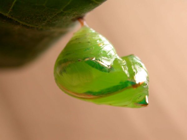 Pteronymia alida pupa, KRW-81-2