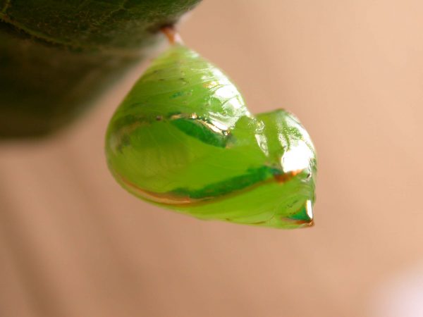 Pteronymia alida pupa, KRW-81-2