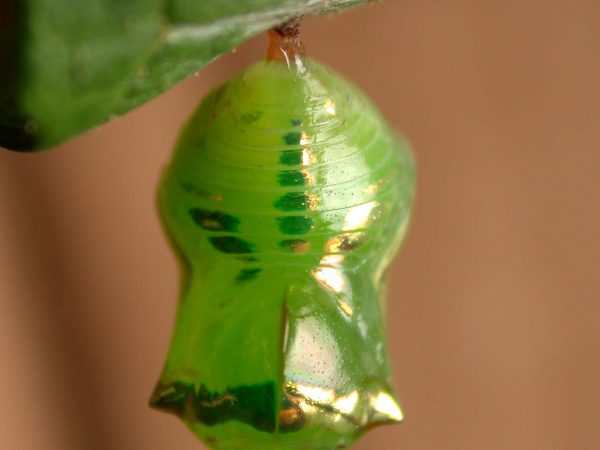 Pteronymia alida pupa, KRW-81-2