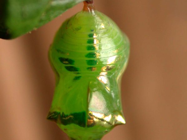 Pteronymia alida pupa, KRW-81-2