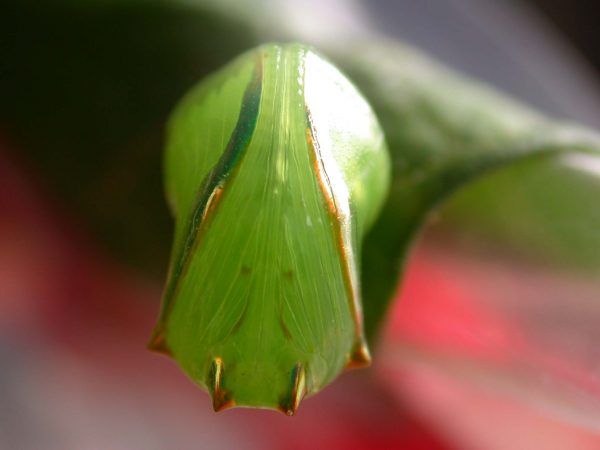 Pteronymia alida pupa, KRW-81-2