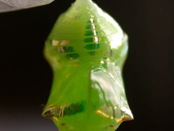 Pteronymia alida pupa dorsal, KRW-272