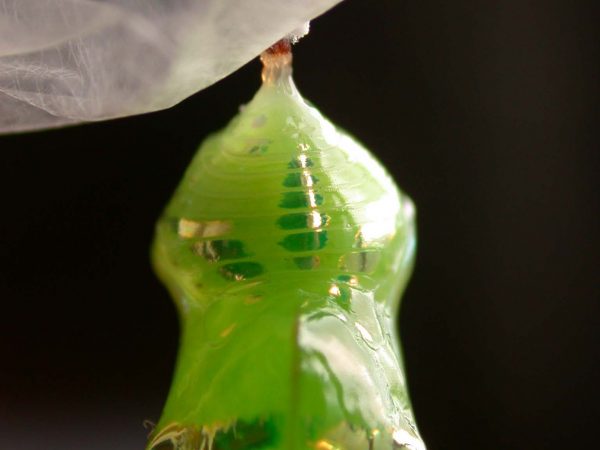 Pteronymia alida pupa dorsal, KRW-272