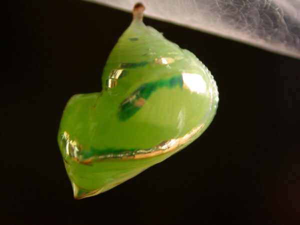 Pteronymia alida pupa lateral, KRW-272